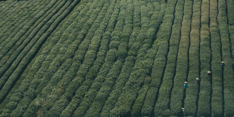 从入门到精通：AI驱动的网络流量分析与异常检测实战教程